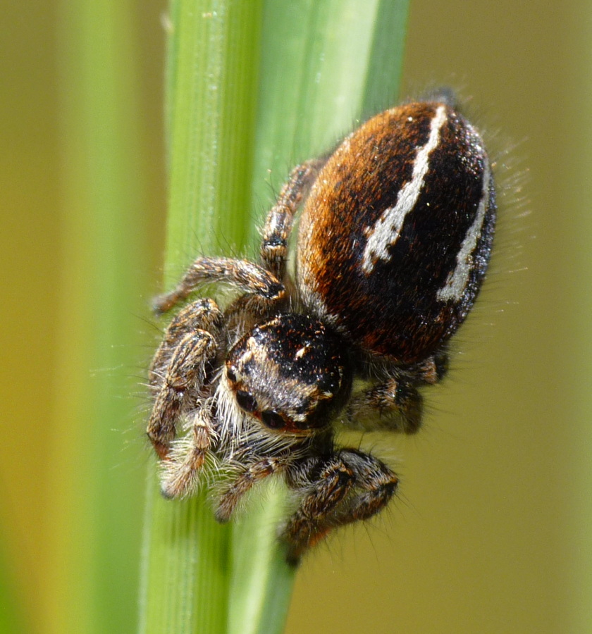 Philaeus chrysops
